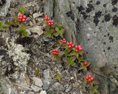 Berry, Cracker-080106-Quirpon Island, Newfoundland, Canada-0170.jpg