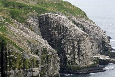 Bird Rock-081006-Cape St Marys Ecological Reserve, Newfoundland, Canada-0919.jpg