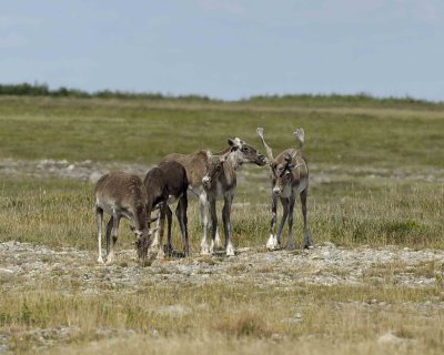 Caribou, Woodland-081106-Peters River, Newfoundland, Canada-0664.jpg