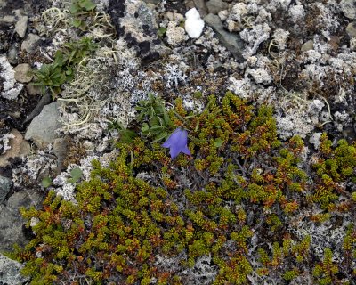 Flower-080106-Quirpon Island, Newfoundland, Canada-0164.jpg