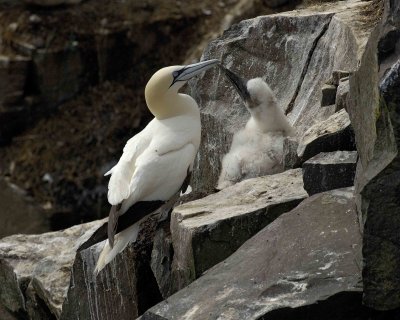 Gannet, Northern, w Chick-081006-Cape St Marys Ecological Reserve, Newfoundland, Canada-0617.jpg