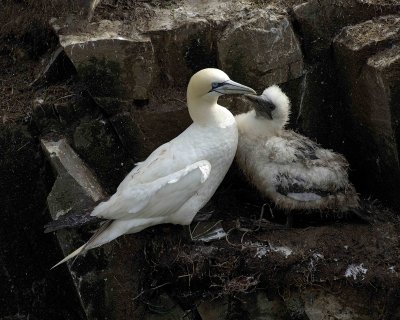 Gannet, Northern, w Chick-081006-Cape St Marys Ecological Reserve, Newfoundland, Canada-0668.jpg