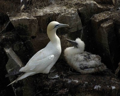 Gannet, Northern, w Chick-081006-Cape St Marys Ecological Reserve, Newfoundland, Canada-0696.jpg