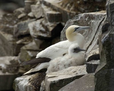 Gannet, Northern, w Chick-081006-Cape St Marys Ecological Reserve, Newfoundland, Canada-0775.jpg