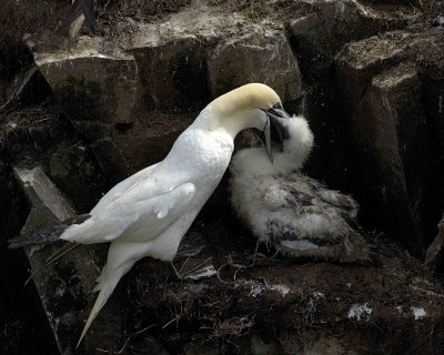 Gannet, Northern, w Chick, Feeding-081006-Cape St Marys Ecological Reserve, Newfoundland, Canada-0684.jpg