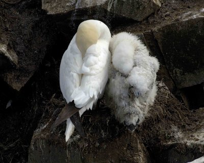 Gannet, Northern, w Chick, Asleep-081006-Cape St Marys Ecological Reserve, Newfoundland, Canada-0654.jpg