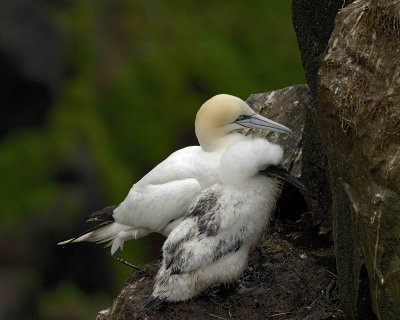 Gannet, Northern, w Chick-081006-Cape St Marys Ecological Reserve, Newfoundland, Canada-0062.jpg