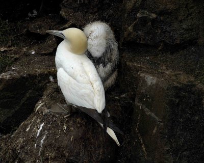 Gannet, Northern, w Chick-081006-Cape St Marys Ecological Reserve, Newfoundland, Canada-0116.jpg