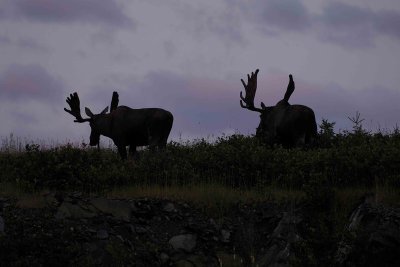 Moose, 2 Bulls in Shilouette-080606-Rt 430, Gros Morne Natl Park, Newfoundland, Canada-0071.jpg