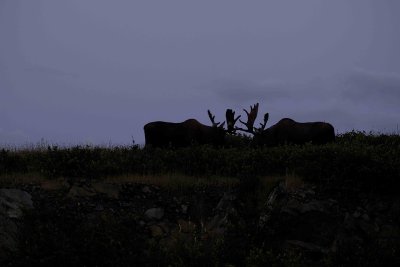 Moose, 2 Bulls in Silhouette-080606-Rt 430, Gros Morne Natl Park, Newfoundland, Canada-0024.jpg