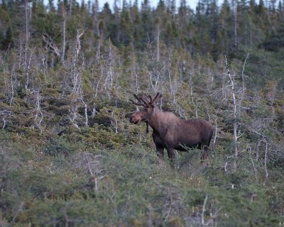Moose, Bull-073106-Rt 430, St Anthony, Newfoundland, Canada-0044.jpg