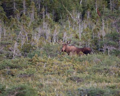 Moose, Bull-073106-Rt 430, St Anthony, Newfoundland, Canada-0269.jpg