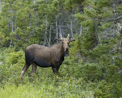 Moose, Bull-080206-Rt 436, St Anthony, Newfoundland, Canada-0022.jpg