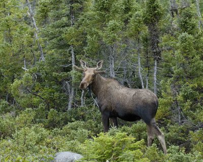 Moose, Bull-080206-Rt 436, St Anthony, Newfoundland, Canada-0025.jpg