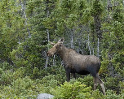 Moose, Bull-080206-Rt 436, St Anthony, Newfoundland, Canada-0027.jpg