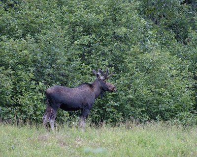 Moose, Bull-080306-Rt 431, Gros Morne Natl Park, Newfoundland, Canada-0381.jpg