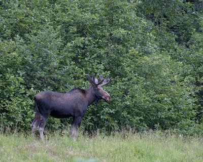 Moose, Bull-080306-Rt 431, Gros Morne Natl Park, Newfoundland, Canada-0406.jpg
