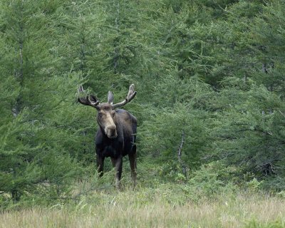 Moose, Bull-080306-Rt 431, Gros Morne Natl Park-Green Gardens, Newfoundland, Canada-0057.jpg
