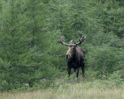 Moose, Bull-080306-Rt 431, Gros Morne Natl Park-Green Gardens, Newfoundland, Canada-0064.jpg