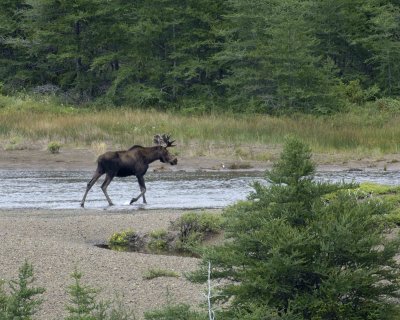 Moose, Bull-080306-Rt 431, Gros Morne Natl Park-Green Gardens, Newfoundland, Canada-0092.jpg