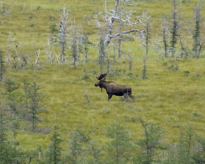 Moose, Bull-080306-Rt 431, Gros Morne Natl Park-Green Gardens, Newfoundland, Canada-0178.jpg