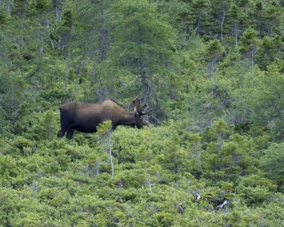Moose, Bull-080306-Rt 431, Gros Morne Natl Park-Tablelands, Newfoundland, Canada-0127.jpg