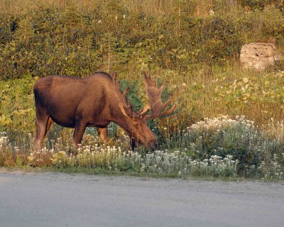 Moose, Bull-080406-Rt 430, Gros Morne Natl Park, Newfoundland, Canada-0102.jpg