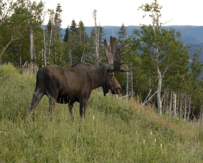 Moose, Bull-080406-Rt 430, Gros Morne Natl Park, Newfoundland, Canada-0198.jpg