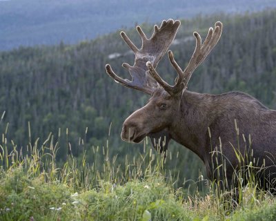 Moose, Bull-080406-Rt 430, Gros Morne Natl Park, Newfoundland, Canada-0275.jpg