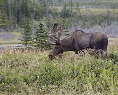 Moose, Bull-080506-Rt 430, Gros Morne Natl Park, Newfoundland, Canada-0143.jpg