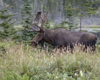 Moose, Bull-080506-Rt 430, Gros Morne Nat'l Park, Newfoundland, Canada-#0174.jpg