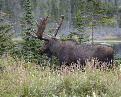 Moose, Bull-080506-Rt 430, Gros Morne Nat'l Park, Newfoundland, Canada-#0185.jpg