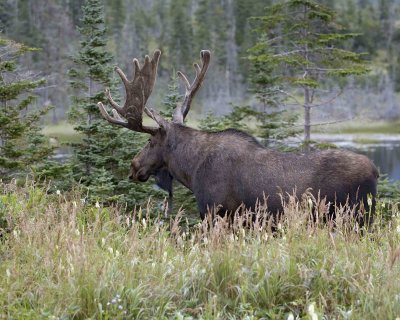 Moose, Bull-080506-Rt 430, Gros Morne Natl Park, Newfoundland, Canada-0189.jpg
