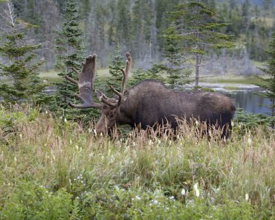 Moose, Bull-080506-Rt 430, Gros Morne Natl Park, Newfoundland, Canada-0194.jpg