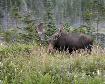 Moose, Bull-080506-Rt 430, Gros Morne Natl Park, Newfoundland, Canada-0207.jpg