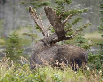 Moose, Bull-080506-Rt 430, Gros Morne Natl Park, Newfoundland, Canada-0237.jpg