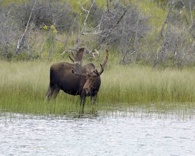 Moose, Bull-080506-Rt 430, Gros Morne Natl Park, Newfoundland, Canada-0383.jpg