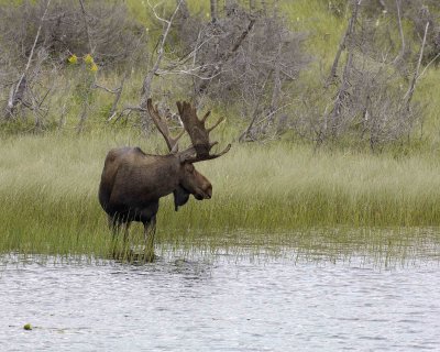 Moose, Bull-080506-Rt 430, Gros Morne Natl Park, Newfoundland, Canada-0393.jpg