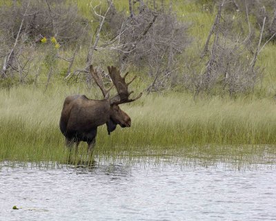 Moose, Bull-080506-Rt 430, Gros Morne Natl Park, Newfoundland, Canada-0397.jpg