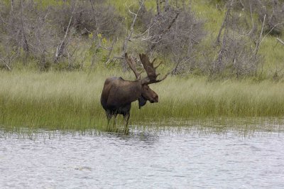 Moose, Bull-080506-Rt 430, Gros Morne Natl Park, Newfoundland, Canada-0399.jpg