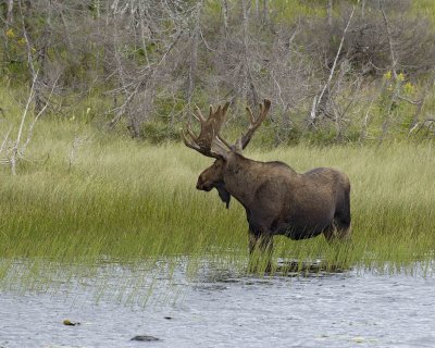 Moose, Bull-080506-Rt 430, Gros Morne Natl Park, Newfoundland, Canada-0430.jpg