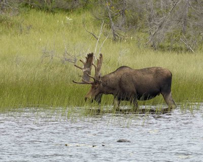 Moose, Bull-080506-Rt 430, Gros Morne Natl Park, Newfoundland, Canada-0450.jpg