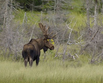 Moose, Bull-080506-Rt 430, Gros Morne Natl Park, Newfoundland, Canada-0585.jpg