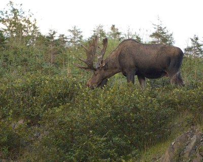 Moose, Bull-080606-Rt 430, Gros Morne Natl Park, Newfoundland, Canada-0232.jpg