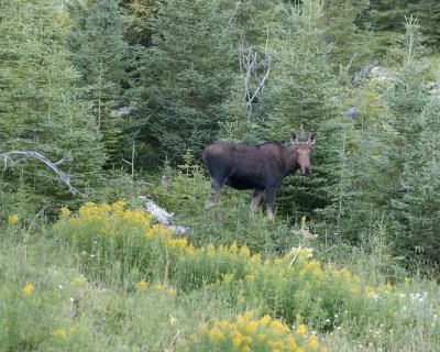 Moose, Bull Calf-073106-Rt 432, St Anthony, Newfoundland, Canada-0099.jpg