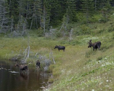 Moose, Bull, Cow,  2 Calves-080506-Rt 430, Gros Morne Natl Park, Newfoundland, Canada-0160.jpg