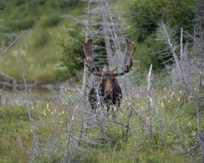 Moose, Bull, hiding-080506-Rt 430, Gros Morne Natl Park, Newfoundland, Canada-0287.jpg