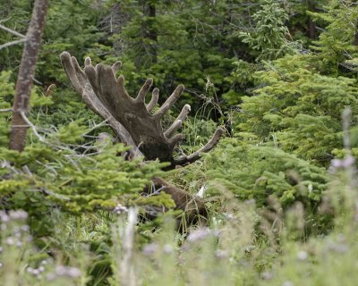 Moose, Bull, laying down-080506-Rt 430, Gros Morne Natl Park, Newfoundland, Canada-0257.jpg