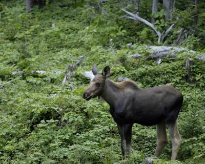 Moose, Calf-073006-Rt 430, Gros Morne Natl Park, Newfoundland, Canada-0008.jpg