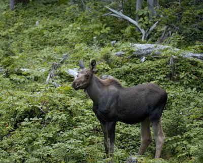Moose, Calf-073006-Rt 430, Gros Morne Natl Park, Newfoundland, Canada-0013.jpg